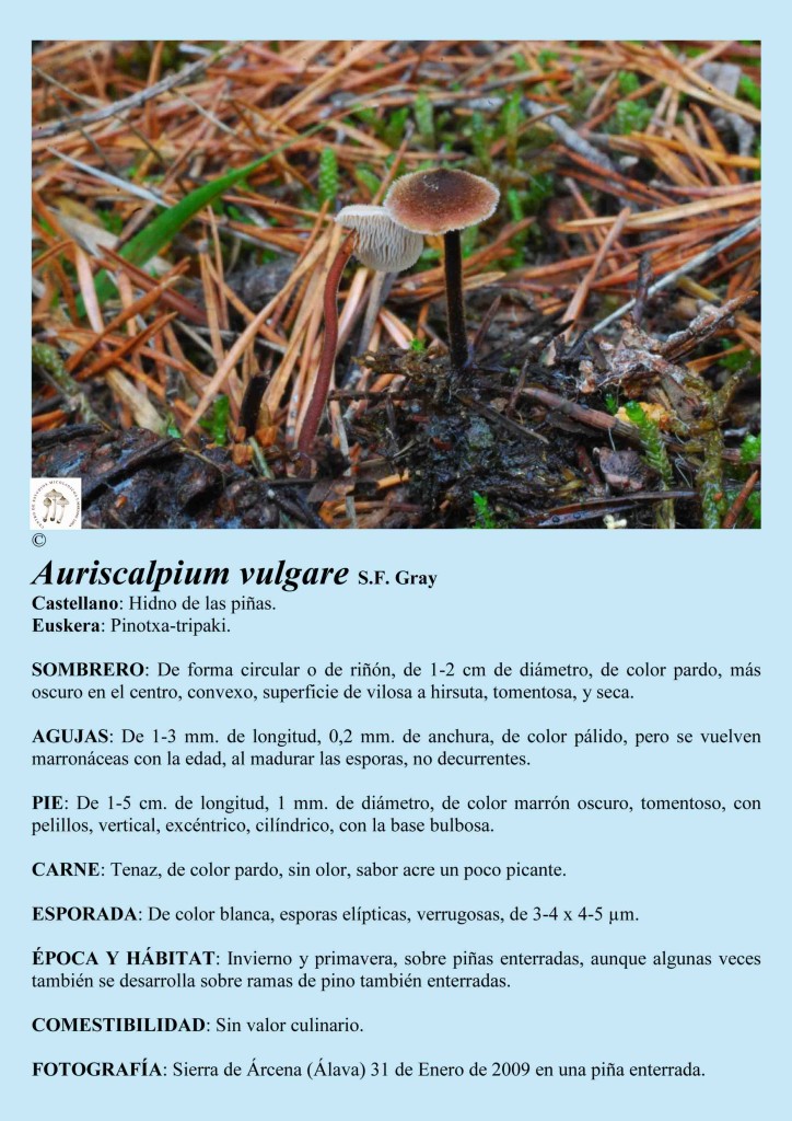 Aaurriscalpium vulgare