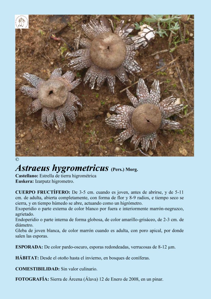 Astraeus hygrometricus