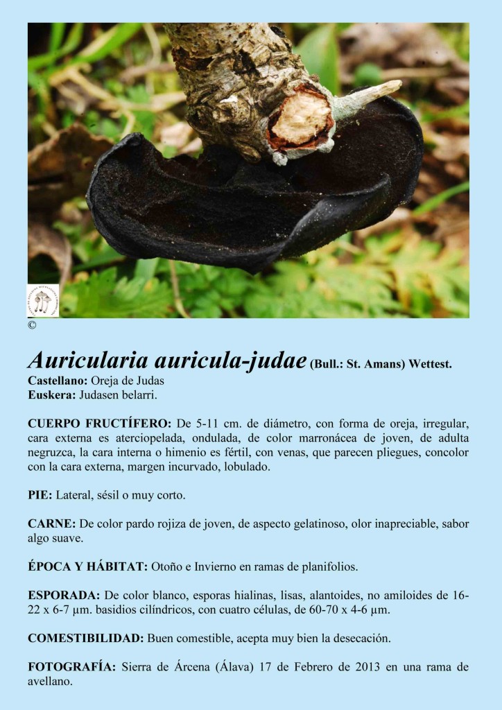 Auricularia auricula