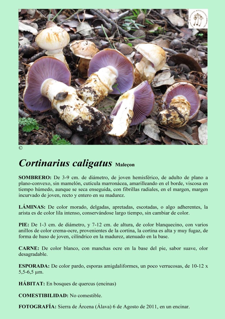 C.caligatus