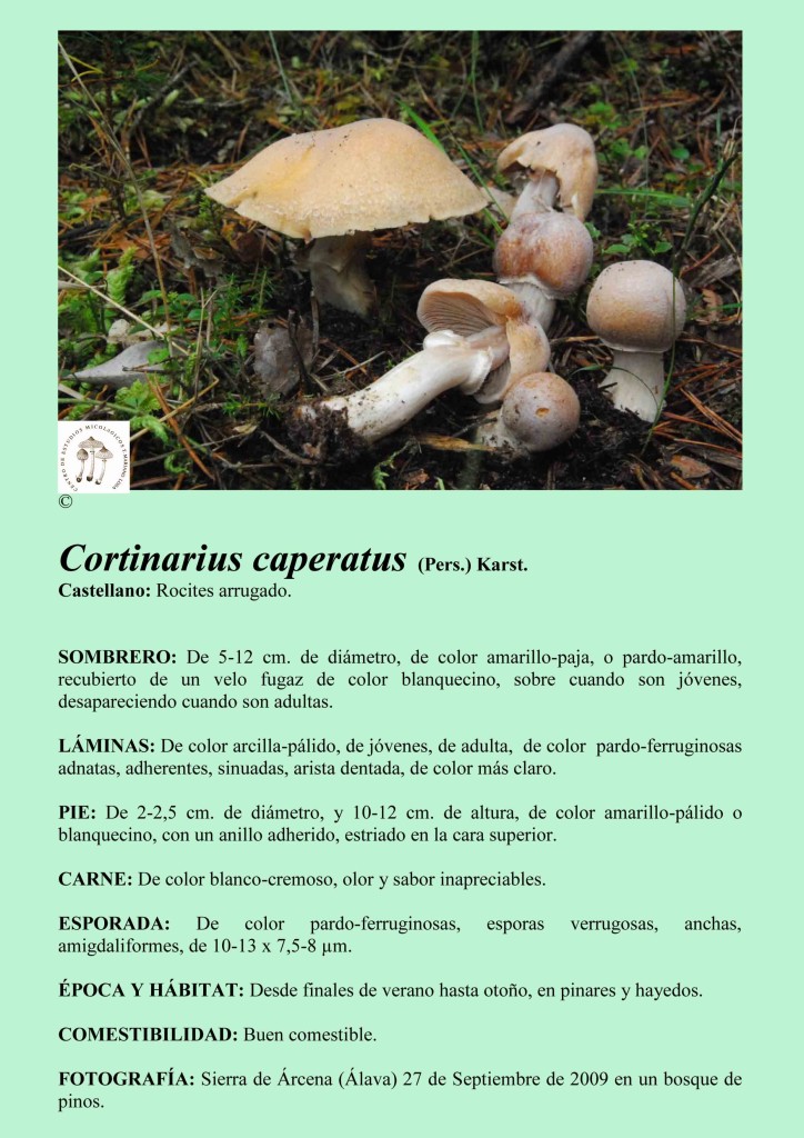 C.caperatus