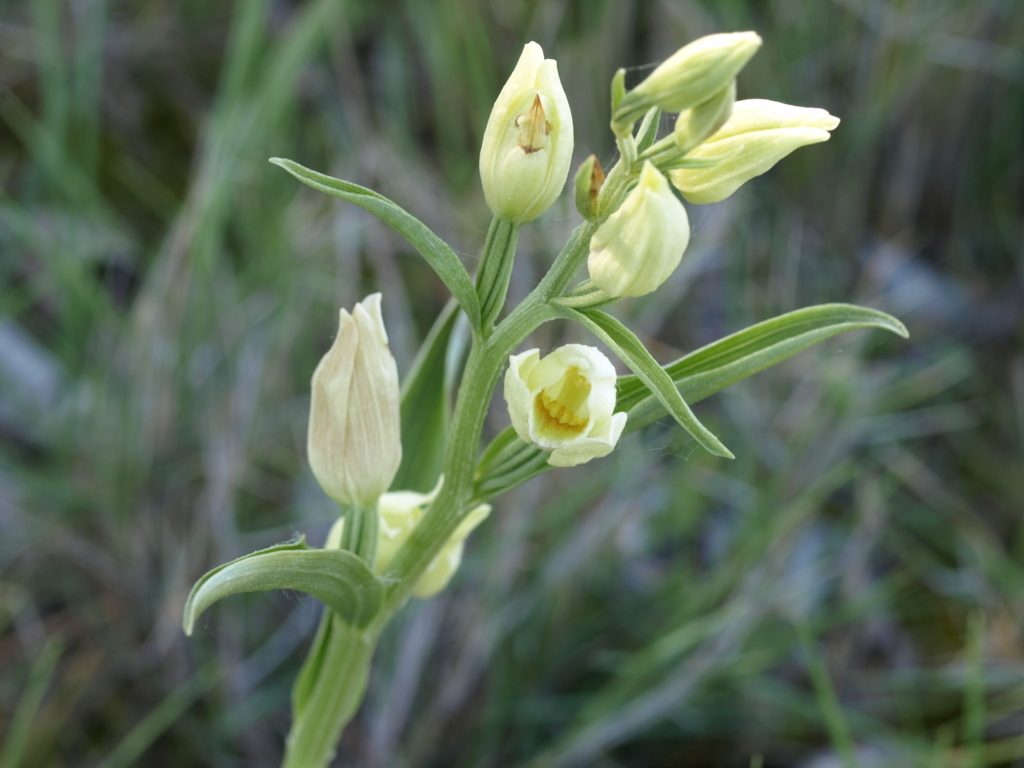 Cephalantera longifolia (FILEminimizer)
