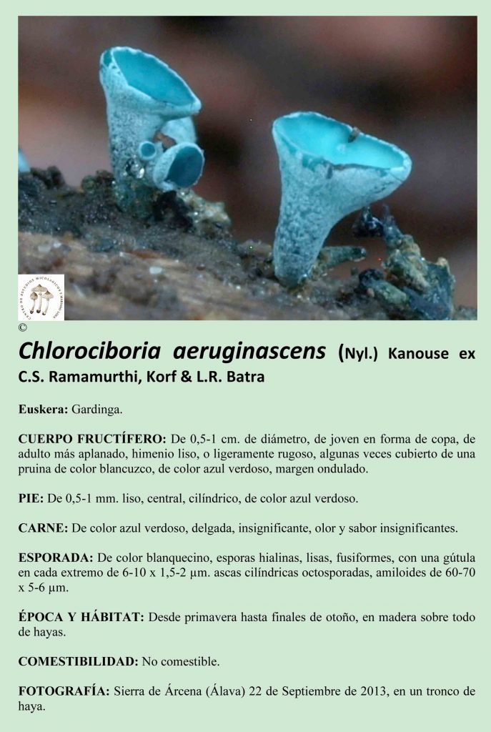 Chlorociboria aer