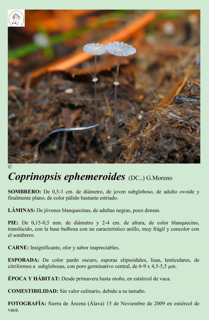Coprinopsis ephemeroides