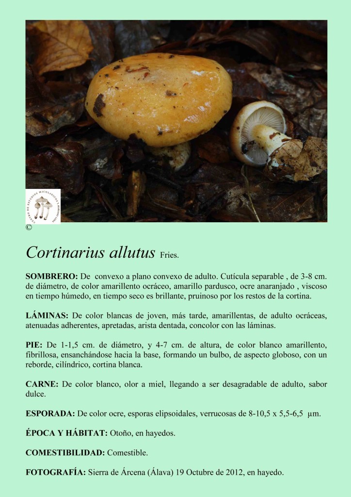 Cortinarius allutus