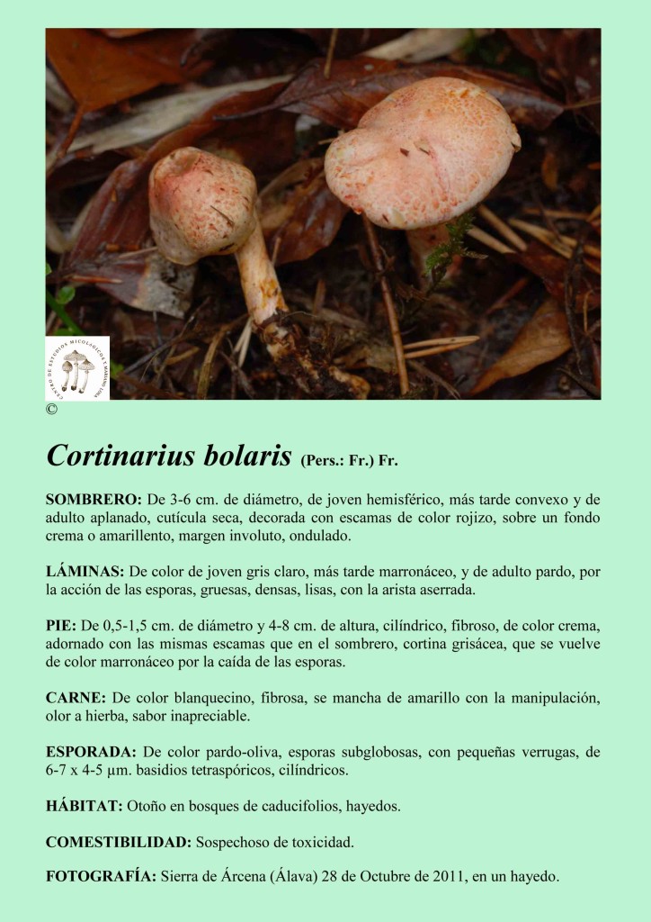 Cortinarius bolaris