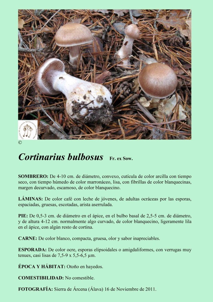 Cortinarius bulbosus