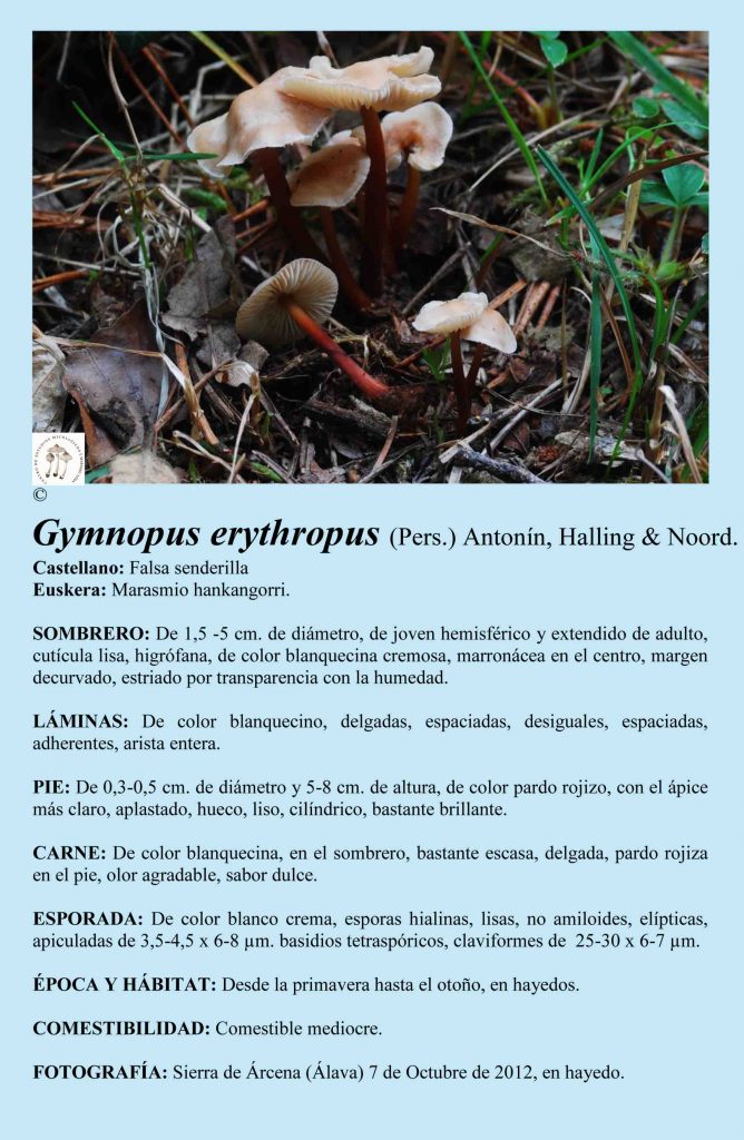 Gymnopus erythropus