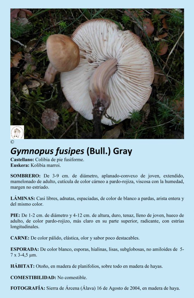 Gymnopus fusipes