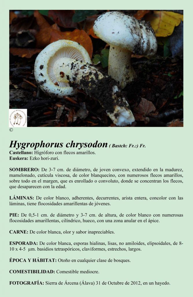 H.chrysodon
