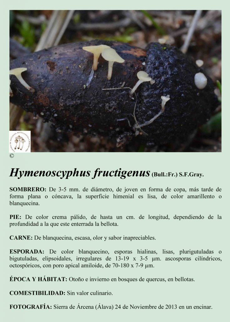 H.fructigenus