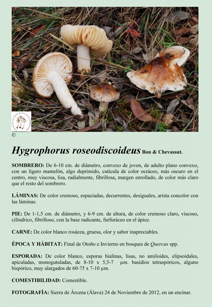 H.roseodiscoideus