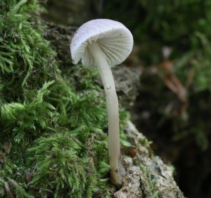 Mycena cf galericulata (FILEminimizer)
