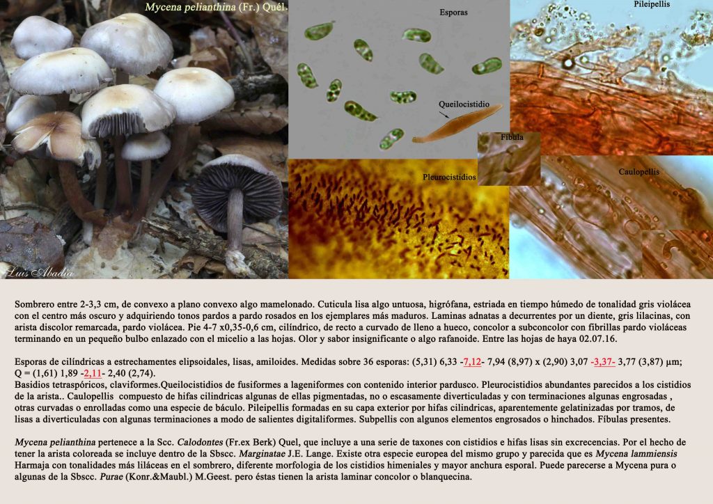 Mycena pelianthina