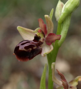 Ophrys aveyronensis (FILEminimizer)