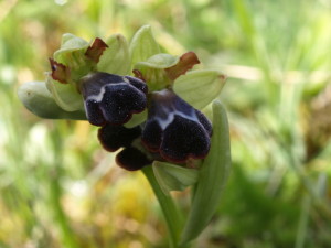 Ophrys dyris (FILEminimizer)