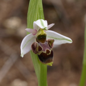 Ophrys gr scolopaxpicta (FILEminimizer)