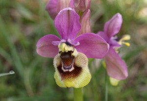 Ophrys tenthredinifera (FILEminimizer)