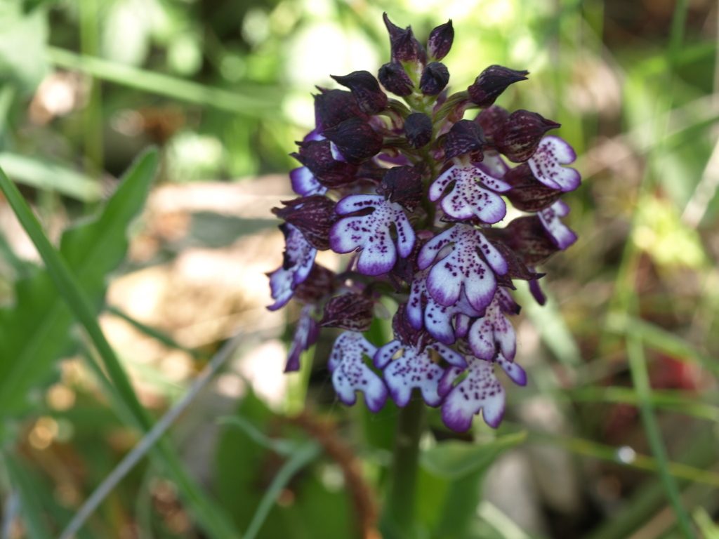Orchis purpurea (FILEminimizer)