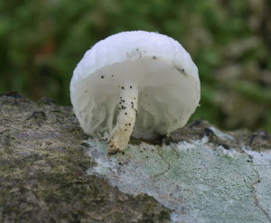 Oudemansiella (FILEminimizer)