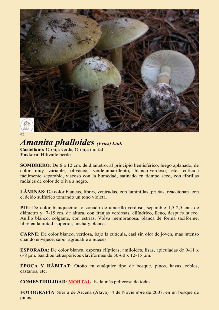 amanita phalloides