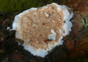 meruliopsis taxicola (FILEminimizer)