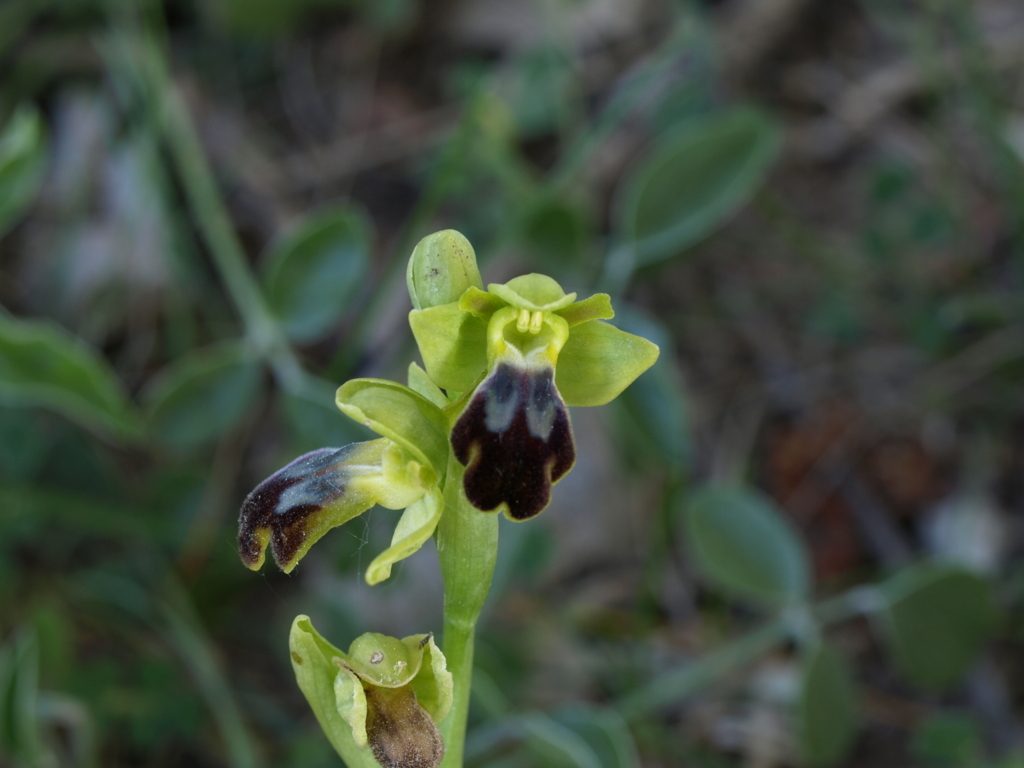 ophrys fusca (FILEminimizer)