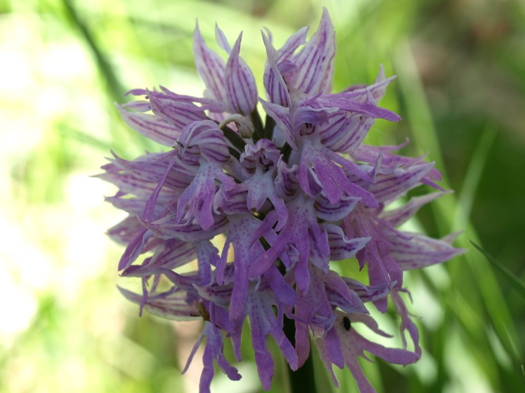 orchis italica (FILEminimizer)