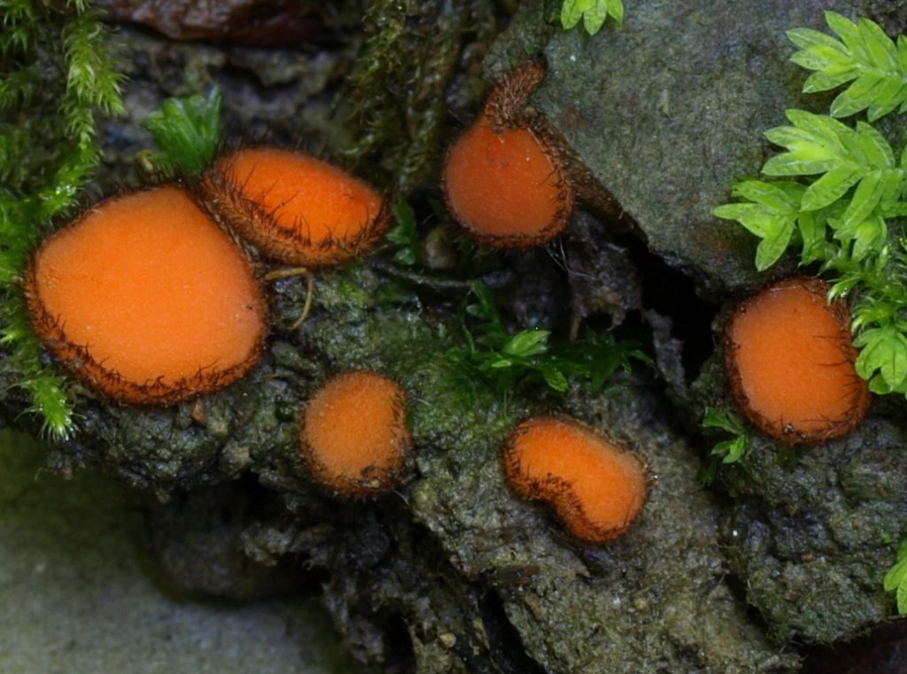 scutellinia trechispora (FILEminimizer)