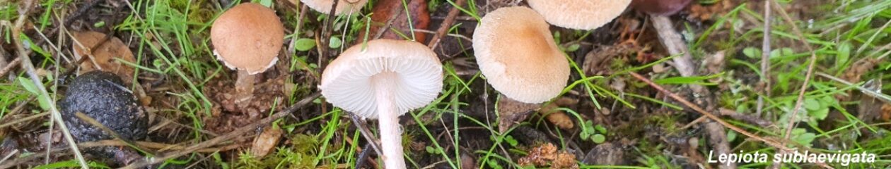 Centro de Estudios Micológicos T. Mariano Losa de Miranda de Ebro